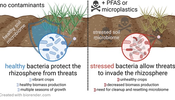 bacterial effects on rhizosphere